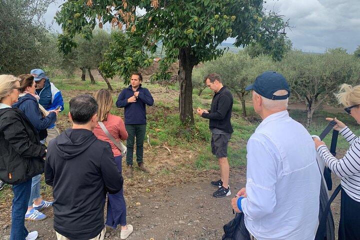 Tour Privato Wine Tasting, Taormina e Messina partendo da Messina