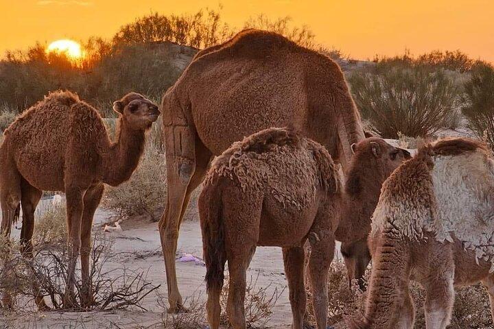 From Djerba: Explore the desert in a day
