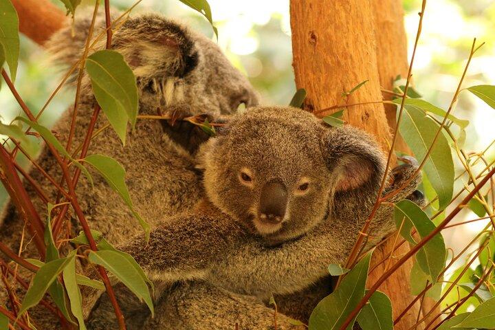 Hartley Crocodile Park com Kuranda, Teleférico Skyrail e Trem