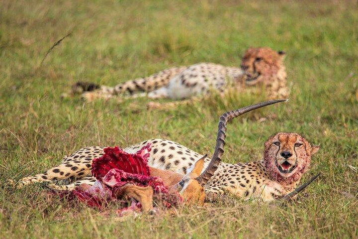 7 Dias 6 Noites O Melhor de Kenya Safari