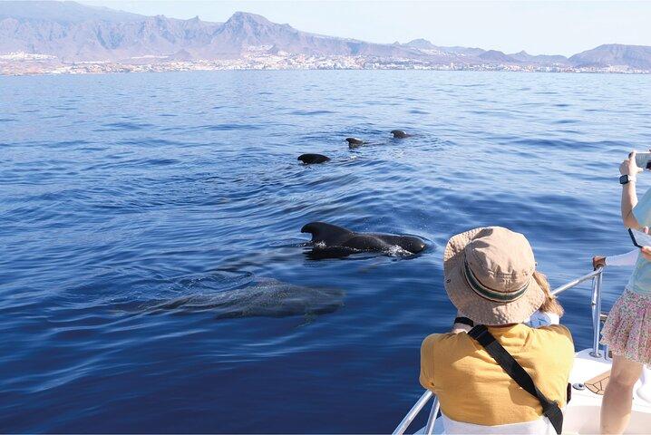 Costa Adeje: Walbeobachtung im Süden Teneriffas