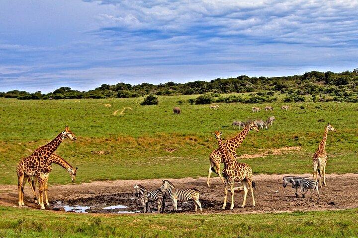 2 dagar 1 natt Tsavo East Private Safari från Diani beach