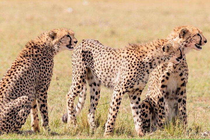 2 dagar 1 natt Tsavo East Private Safari från Diani beach