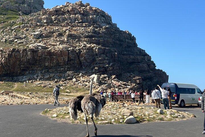 Cabo da Boa Esperança, Pinguins e Wine Tasting Tour