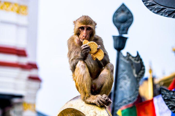 Visita guidata al Tempio delle Scimmie di Swoyambhunath