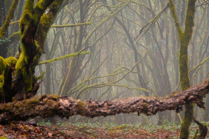 Tenerife Caminhada em Enchanted Forest Above Masca com PICKUP
