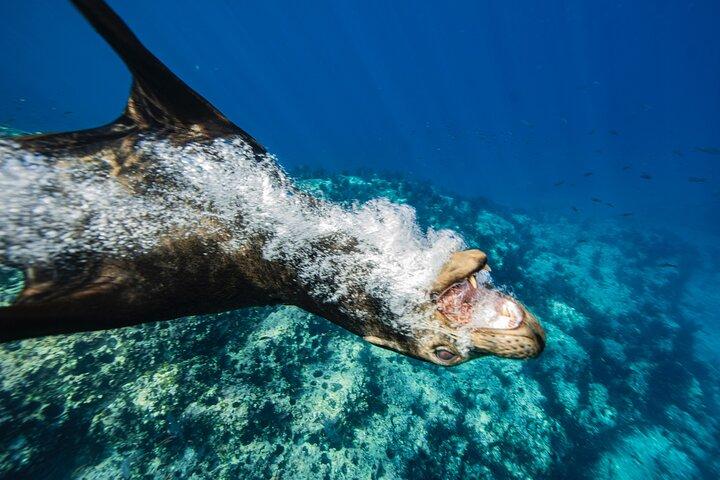 Ocean Seafari Nadar com vida selvagem em SJC
