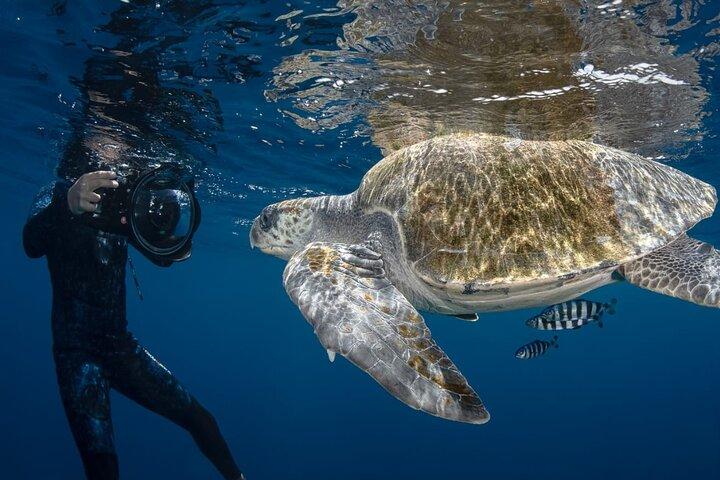 Ocean Seafari Nadar com vida selvagem em SJC
