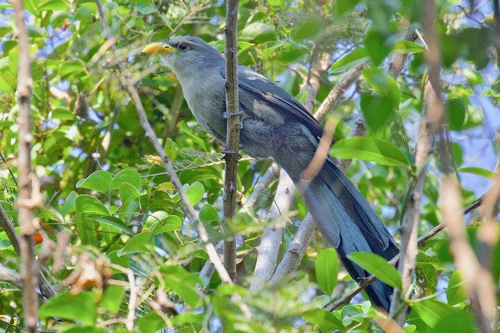 Durban Birdwatching Tour
