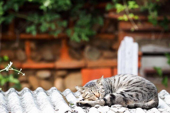 猴硐猫村、十分のスカイランタン、九份の一日ツアー