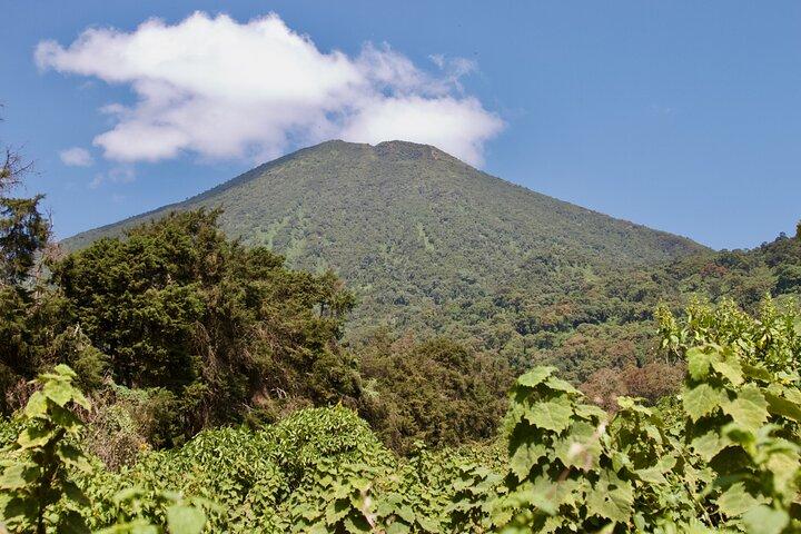 1 dag Rwanda Gorilla Trekking Tour