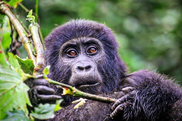 1 dag Rwanda Gorilla Trekking Tour