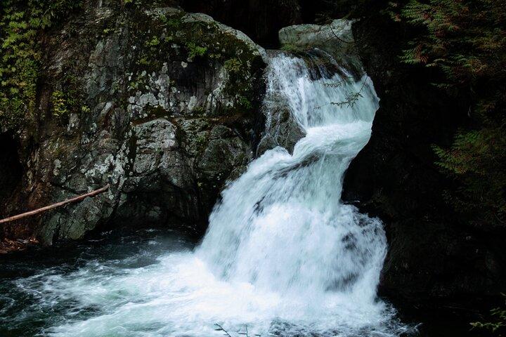 Guia de floresta tropical e ponte de suspensão