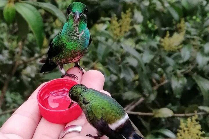 Riserva di Chaquimallana: la migliore esperienza di osservazione dei colibrì a Mindo.