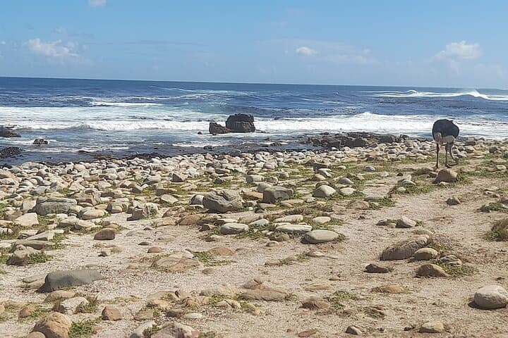 Cape of Good Hope and Penguins Full Day Tour from Cape Town