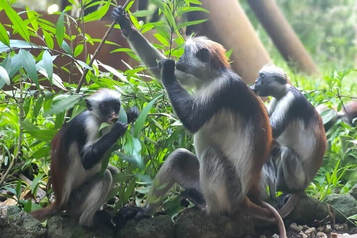 Private Walking Tour in Jozani Forest in Zanzibar