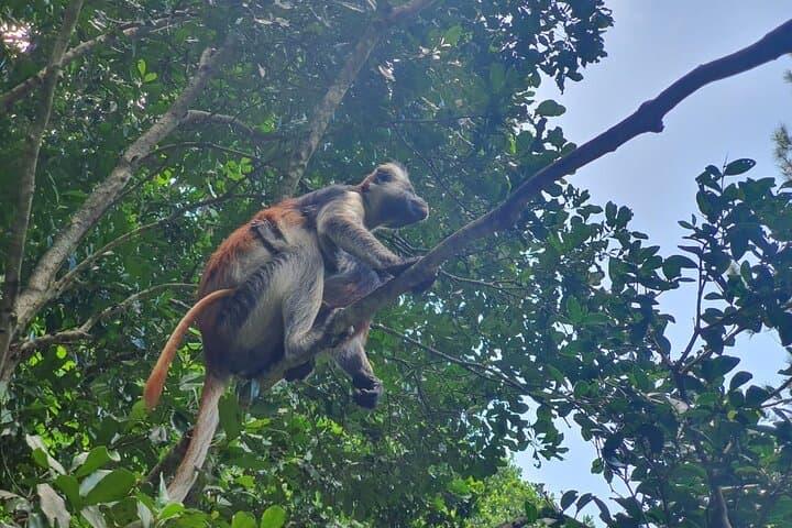 Private Walking Tour in Jozani Forest in Zanzibar