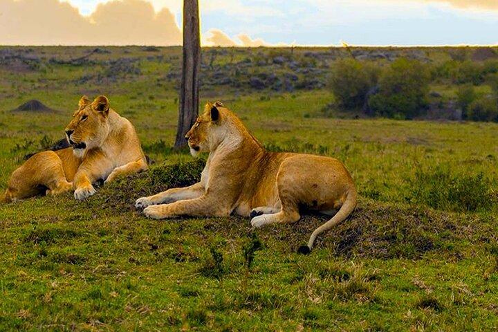 Privat halvdagstur i Nairobi National Park: Gratis WiFi-forbindelse