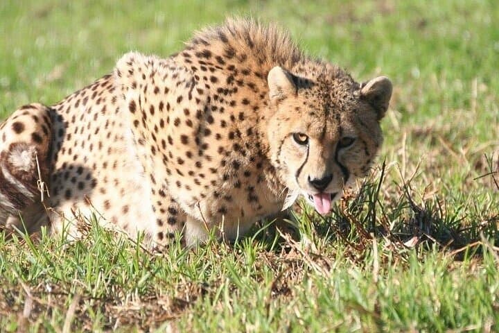 CT Giraffes house lion's park,Cheetah encounter and Wine Tasting