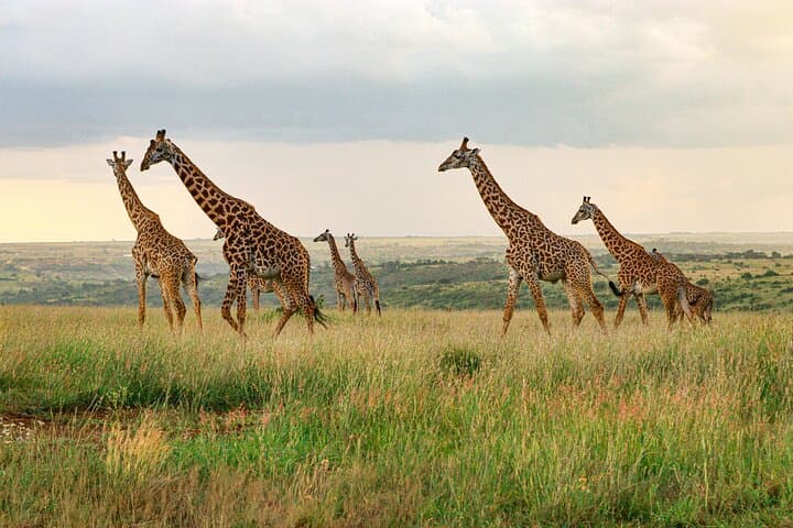 Nairobi National Park Private Safari in a 4X4 Landcruiser Jeep