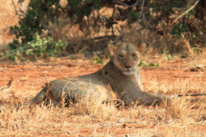 モンバサからツァボ東国立公園までの2泊3日のサファリ