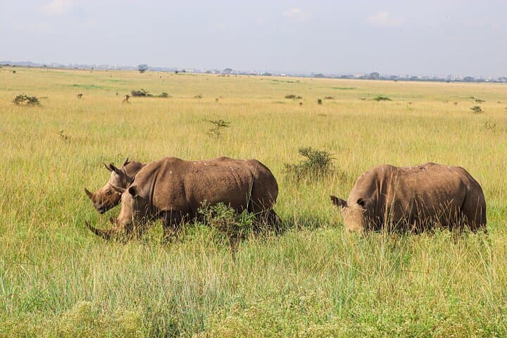 Nairobi National Park Private Safari in a 4X4 Landcruiser Jeep