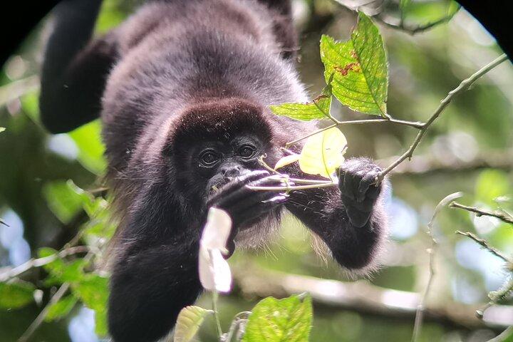 Arenal Hanging Bridges e La Fortuna Waterfall Combo Tour
