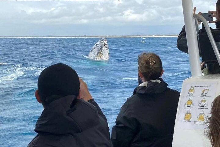 Mooloolaba Whale Watching – Excursão em grupo pequeno