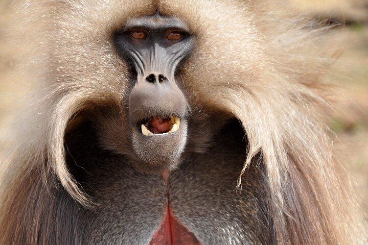 2 Dage Wildlife Safari til Awash National Park