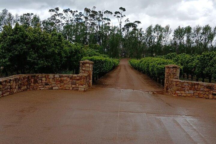 Tour privado: Cata de vinos en Stellenbosch y Paarl