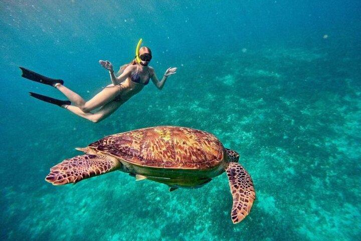 ギリ・トラワンガン タートルズ&水中像シュノーケリング