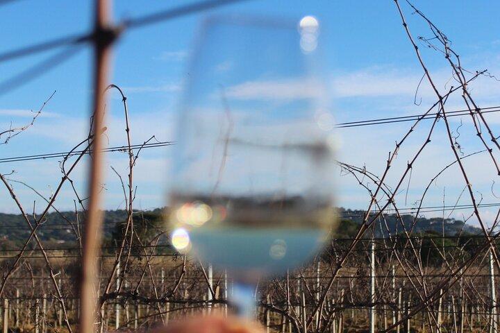 Shared Tour - Wine tour from Saint Tropez