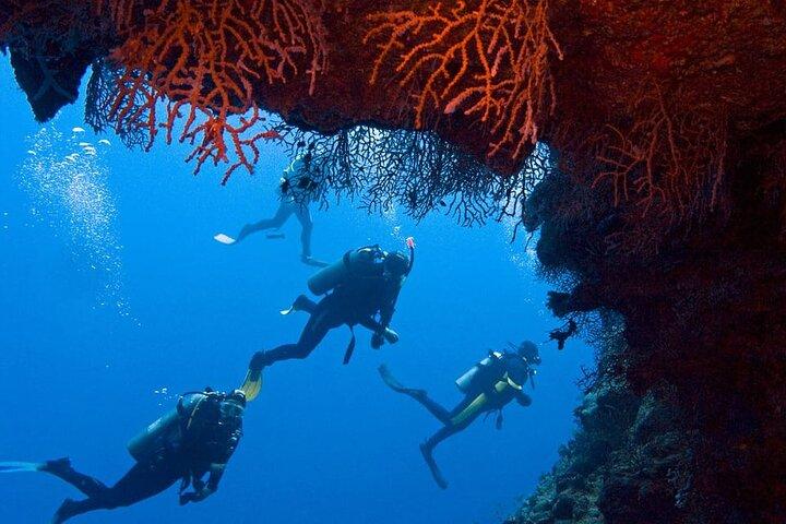 Sharm El-Sheikh : Ras Mohamed & White Island シュノーケリングトリップ