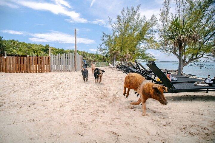 Water Taxi to the Swimming Pigs of Rose Island Nassau Bahamas