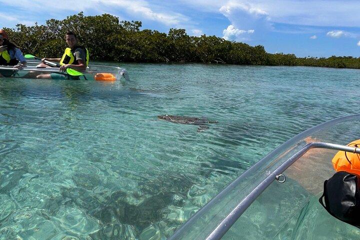 Clear Kayak Eco Tour Explore Mangroves and Meet the Turtles