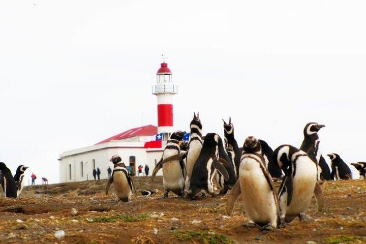 Mezza giornata in barca a vela per Isla Marta e Magdalena da Punta Arenas
