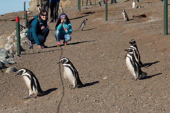 Mezza giornata in barca a vela per Isla Marta e Magdalena da Punta Arenas