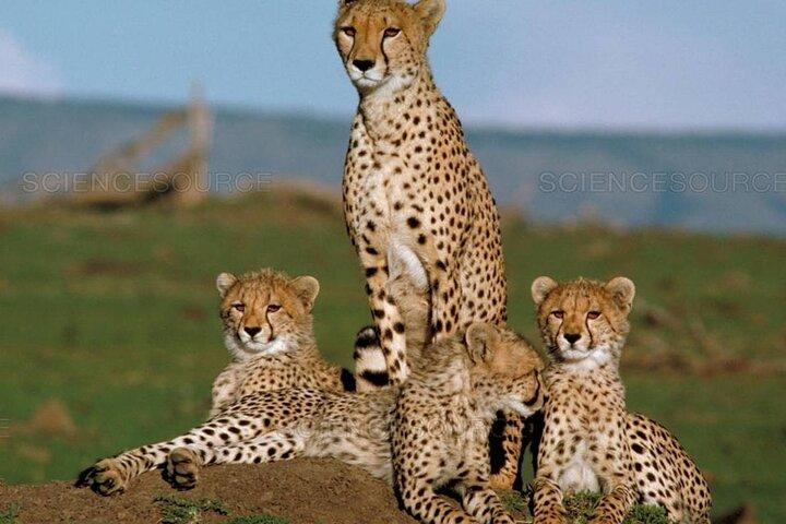 3 Days 2 Nights Masai Mara Standard Safari