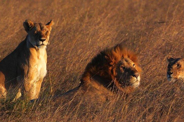 3 Days 2 Nights Masai Mara Standard Safari
