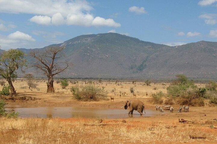 Heldagssafaritur på Tsavo East National Park från Mombasa