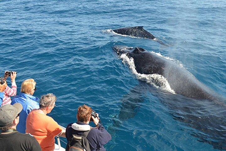 De Galle/Unawatua : Excursion All-Inclusive Baleines et Dolphin Observer