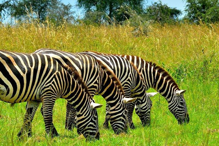 9 - Giorno Ruanda e Burundi: gorilla, scimpanzé e big five