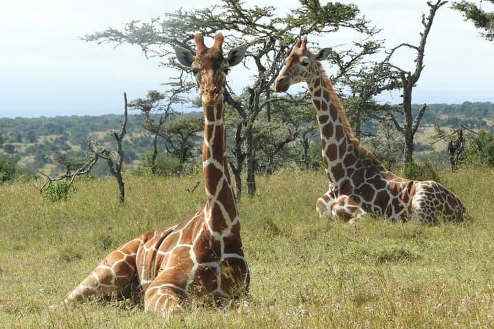 Ol pejeta Game drive and Chimpanzee tour from Nairobi