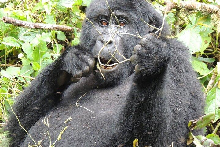 Excursion de 10 jours en Ouganda Faune sauvage avec des gorilles
