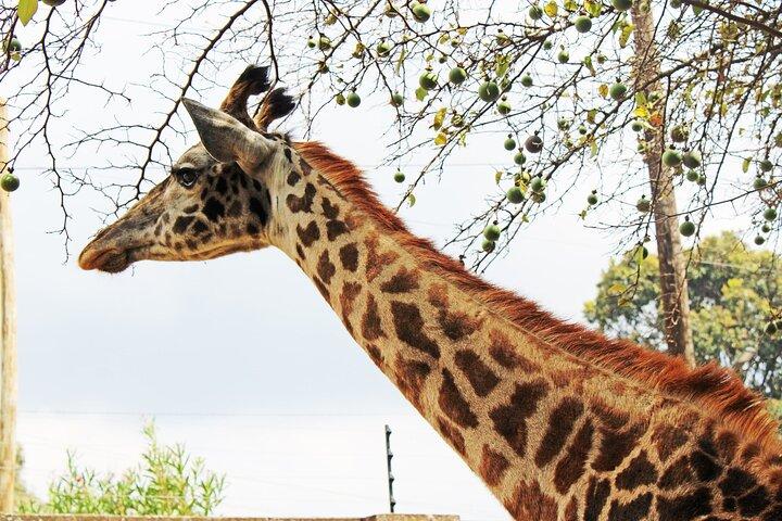 Halvdagstur til Nairobi Safari