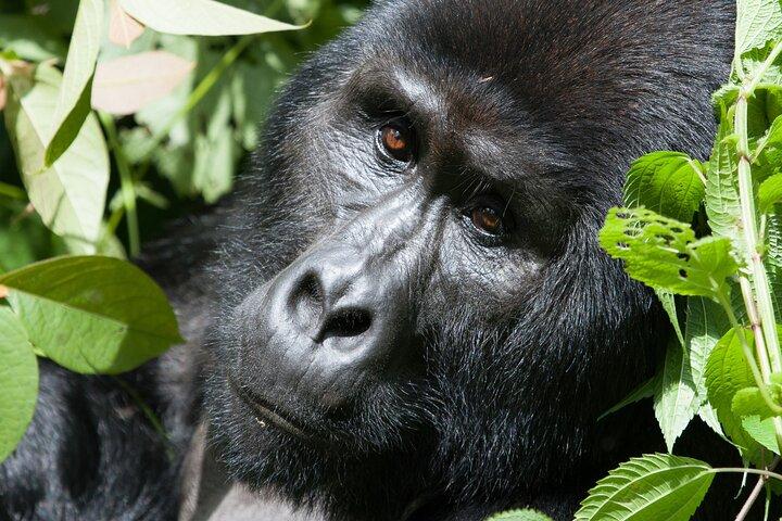 2 Tage Gorilla Trekking Uganda ab Kigali