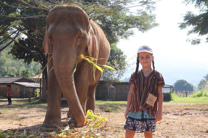 Chiang Mai Ethical Watching Elephant Sanctuary Tour