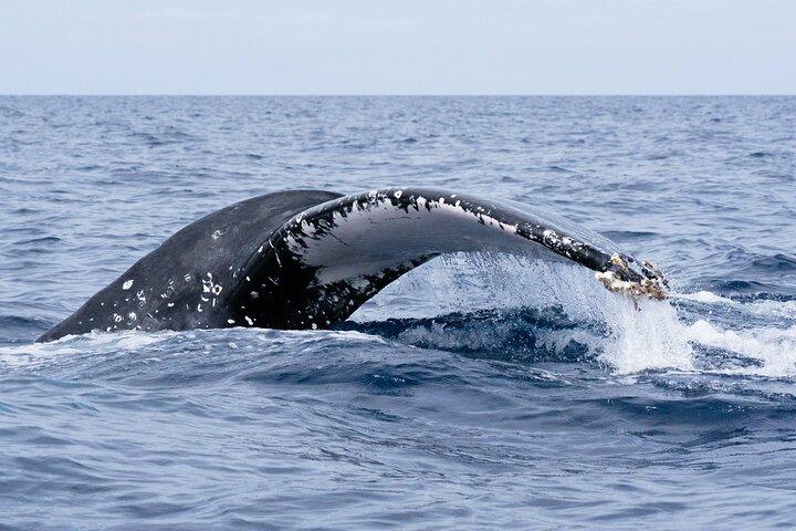 Humpback Whale Watching Private Tour ledet af Marine Biologist
