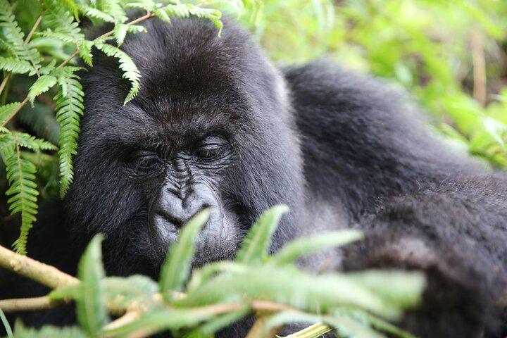 Gorilla Trekking Rwanda – De perfecte eendaagse ontsnapping