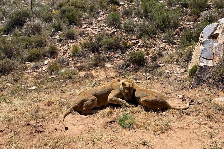 Cape Town Private Aquila Game Reserve Big 5 Safari with Lunch
